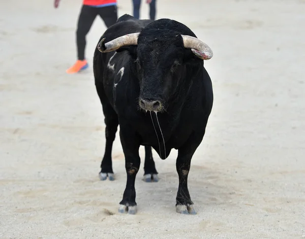 スペインの強い黒い雄牛 — ストック写真