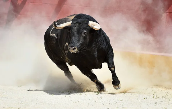 Stark Svart Tjur Spanien — Stockfoto