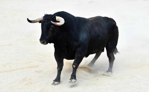 Toro Negro Fuerte España — Foto de Stock