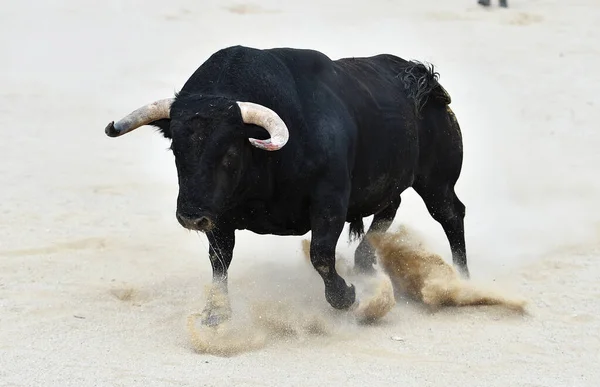 Spanya Daki Güçlü Siyah Boğa — Stok fotoğraf