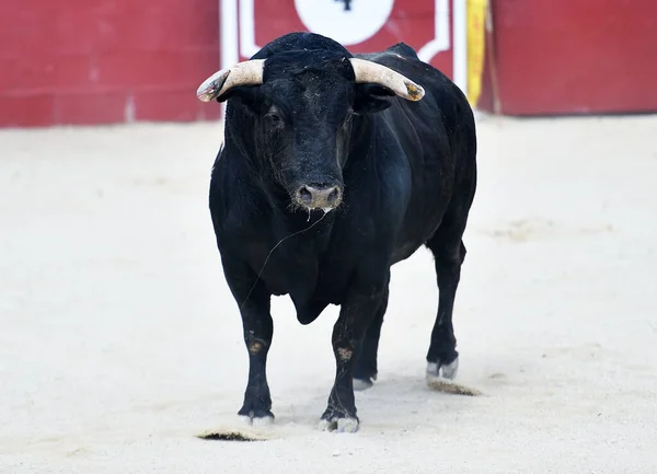 Stark Svart Tjur Spanien — Stockfoto