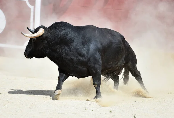 Strong Black Bull Spain — Stock Photo, Image