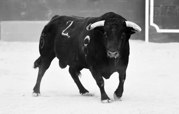 强壮的黑牛带刺 — 图库照片