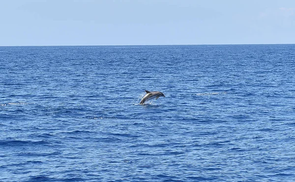 Quelques Dauphins Liberté Dans Océan — Photo