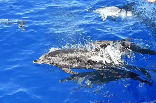 Sommige Dolfijnen Vrijheid Oceaan — Stockfoto