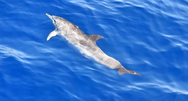 Niektóre Delfiny Wolności Oceanie — Zdjęcie stockowe