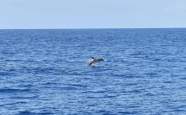 Algunos Delfines Libertad Océano Imagen De Stock