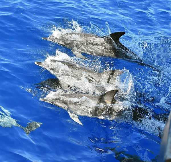 Algunos Delfines Libertad Océano Fotos De Stock Sin Royalties Gratis