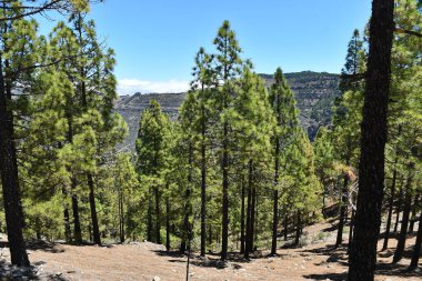 some huge pine trees in a forest