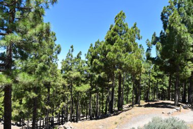 some huge pine trees in a forest