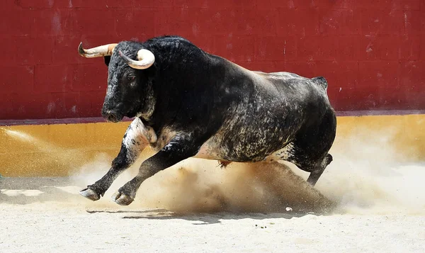 スペインの雄牛の伝統的な光景で大きな角を持つ強いスペインの雄牛 — ストック写真