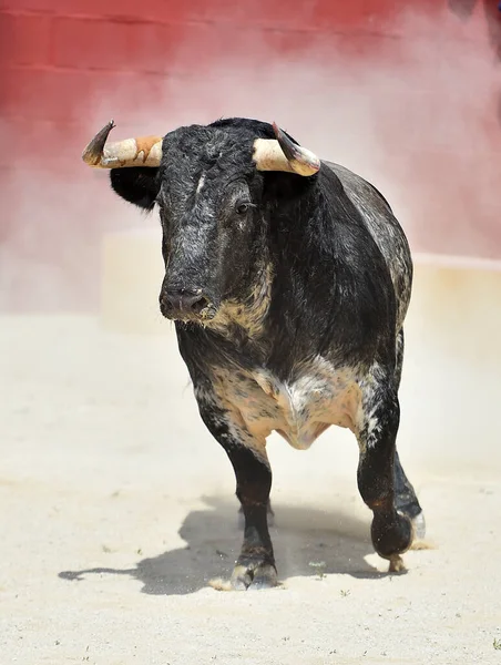 Сильний Іспанський Бик Великими Рогами Традиційному Видовищі Бика Іспанії — стокове фото