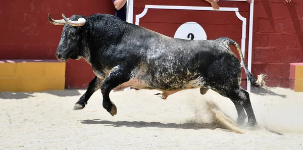 Toro Español Fuerte Con Cuernos Grandes Espectáculo Tradicional Corridas Toros —  Fotos de Stock