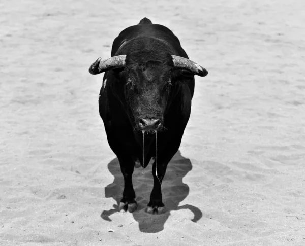 Starker Spanischer Stier Mit Großen Hörnern Bei Einem Traditionellen Stierkampf — Stockfoto
