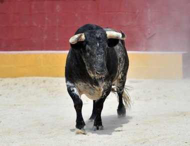 Büyük boynuzlu tehlikeli bir boğa. 