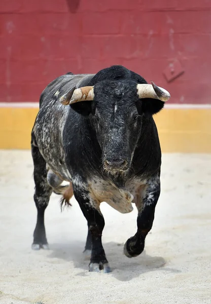 Toro Peligroso Con Cuernos Grandes —  Fotos de Stock