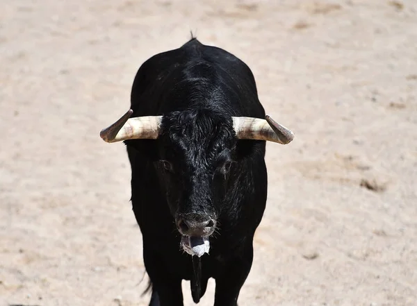 スペインのブルファイトの伝統的な光景で大きな角を持つ黒い強い雄牛 — ストック写真