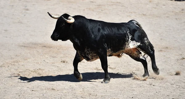 Egy Fekete Erős Bika Nagy Szarvakkal Spanyol Bikaviadal Hagyományos Látványában — Stock Fotó