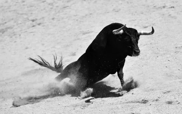 Czarny Silny Byk Dużymi Rogami Tradycyjnym Widowisku Walki Byków Hiszpanii — Zdjęcie stockowe
