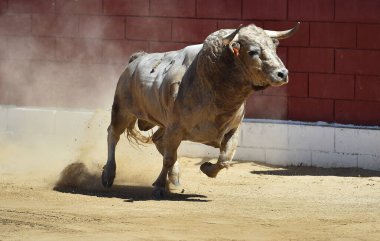 İspanya 'da geleneksel boğa güreşi gösterisinde büyük boynuzları olan güçlü bir boğa.
