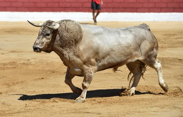Toro Forte Con Grandi Corna Uno Spettacolo Tradizionale Corrida Spagna — Foto Stock