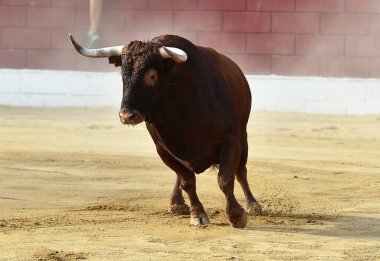 İspanya 'da geleneksel boğa güreşi gösterisinde büyük boynuzları olan güçlü bir boğa.