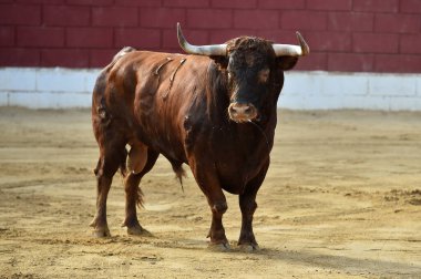 İspanya 'da geleneksel boğa güreşi gösterisinde büyük boynuzları olan güçlü bir boğa.