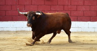 İspanya 'da geleneksel boğa güreşi gösterisinde büyük boynuzları olan güçlü bir boğa.