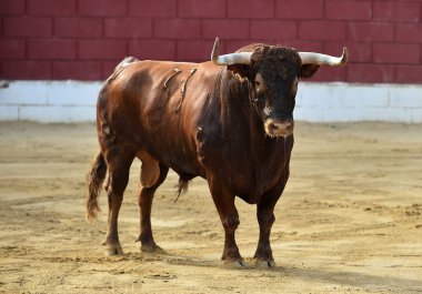 İspanya 'da geleneksel boğa güreşi gösterisinde büyük boynuzları olan güçlü bir boğa.