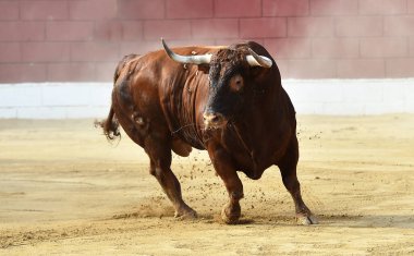 İspanya 'da geleneksel boğa güreşi gösterisinde büyük boynuzları olan güçlü bir boğa.