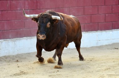 İspanya 'da geleneksel boğa güreşi gösterisinde büyük boynuzları olan güçlü bir boğa.