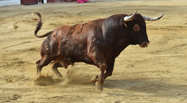 スペインのブルーファイトの伝統的な光景でブルーリングで大きな角を持つ強い雄牛 — ストック写真
