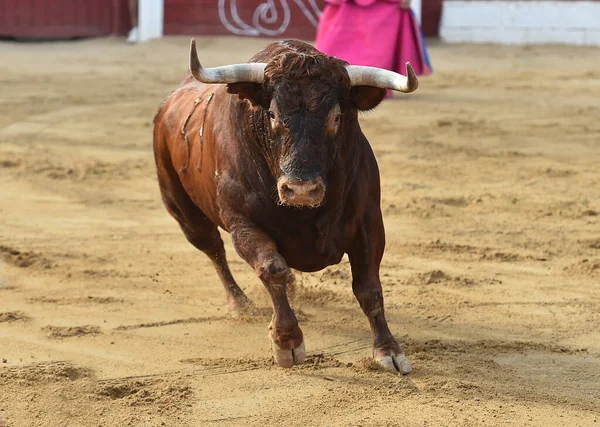 在斗牛场上有大喇叭的强壮公牛 这是一种传统的西班牙斗牛奇观 — 图库照片