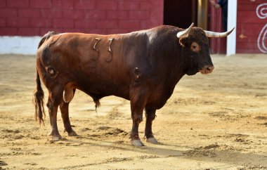 İspanya 'da geleneksel boğa güreşi gösterisinde boynuzlu güçlü bir boğa.