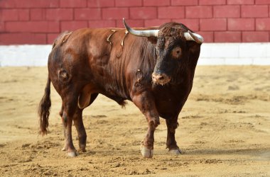 İspanya 'da geleneksel boğa güreşi gösterisinde boynuzlu güçlü bir boğa.