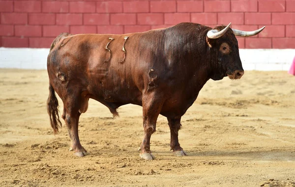 Stark Tjur Med Stora Horn Ett Traditionellt Spektakel Tjurfäktning Spanien — Stockfoto