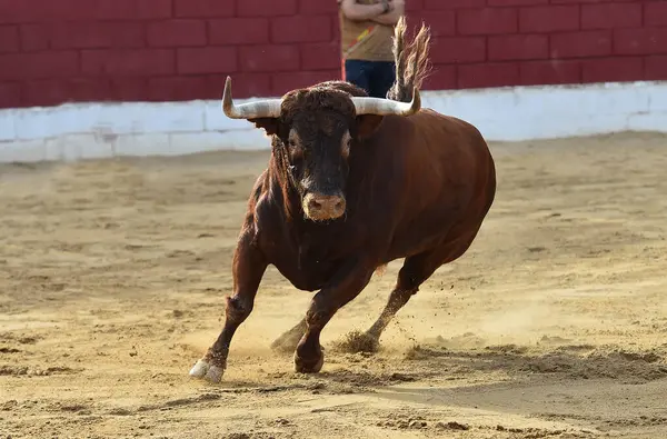 Toro Español Fuerte Con Cuernos Grandes Una Granja Toros España —  Fotos de Stock