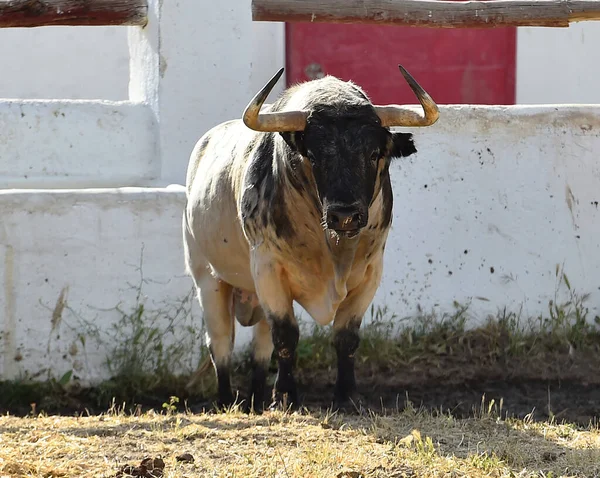 Een Sterke Spaanse Stier Met Grote Hoorns Een Stierenboerderij Spanje — Stockfoto