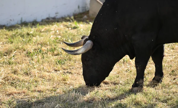 在西班牙的一个牛场里长着大角的强壮的西班牙公牛 — 图库照片