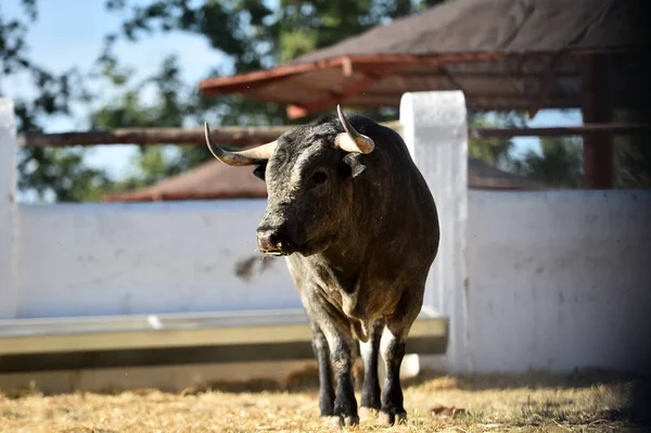 Toro Español Fuerte Con Cuernos Grandes Una Granja Toros España — Foto de Stock