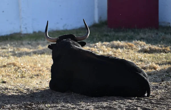 a strong spanish bull with big horns in a bull farm in spain