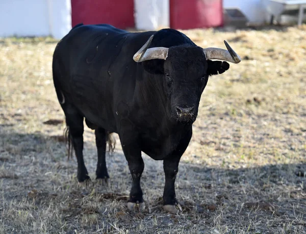 Een Sterke Spaanse Stier Met Grote Hoorns Een Stierenboerderij Spanje — Stockfoto