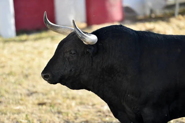 a strong spanish bull with big horns in a bull farm in spain