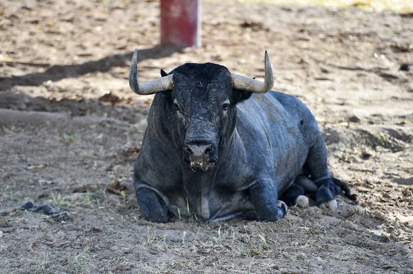 Ein Starker Spanischer Stier Mit Großen Hörnern Einer Stierfarm Spanien — Stockfoto