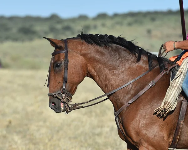 Uma Cabeça Cavalo Belíssimo — Fotografia de Stock