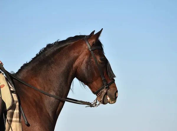 Ett Huvud Vackra Häst — Stockfoto
