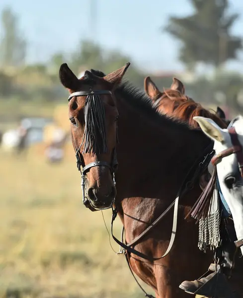 Ett Huvud Vackra Häst — Stockfoto
