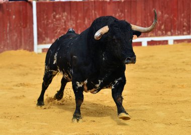 İspanya 'da yapılan geleneksel boğa güreşi sırasında boynuzlu bir İspanyol.