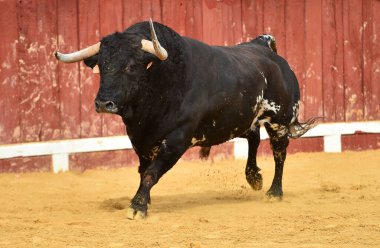 İspanya 'da yapılan geleneksel boğa güreşi sırasında boynuzlu bir İspanyol.