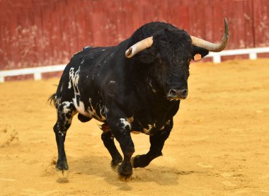 İspanya 'da yapılan geleneksel boğa güreşi sırasında boynuzlu bir İspanyol.